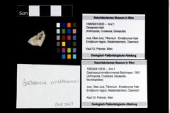 Foto (Objekt + Etikett) von Gastrosacus ernstbrunnensis (Bachmayer, 1945)  (NHMW-GEO-1990-0041-3935)